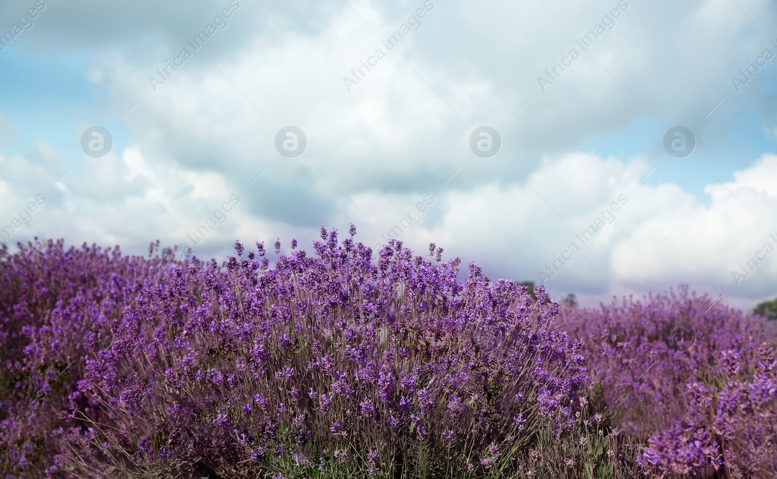 Photo of Beautiful lavender flowers growing in spring field