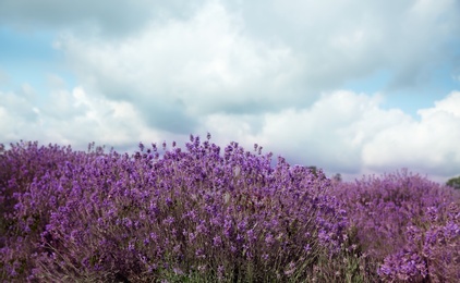 Photo of Beautiful lavender flowers growing in spring field