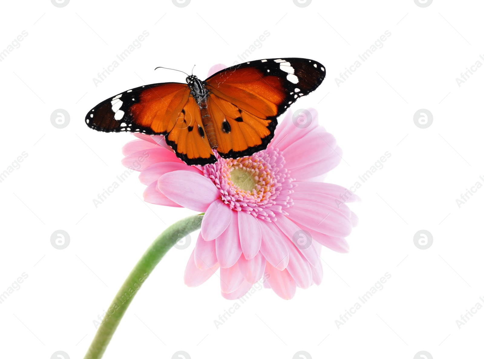 Photo of Flower with beautiful painted lady butterfly isolated on white