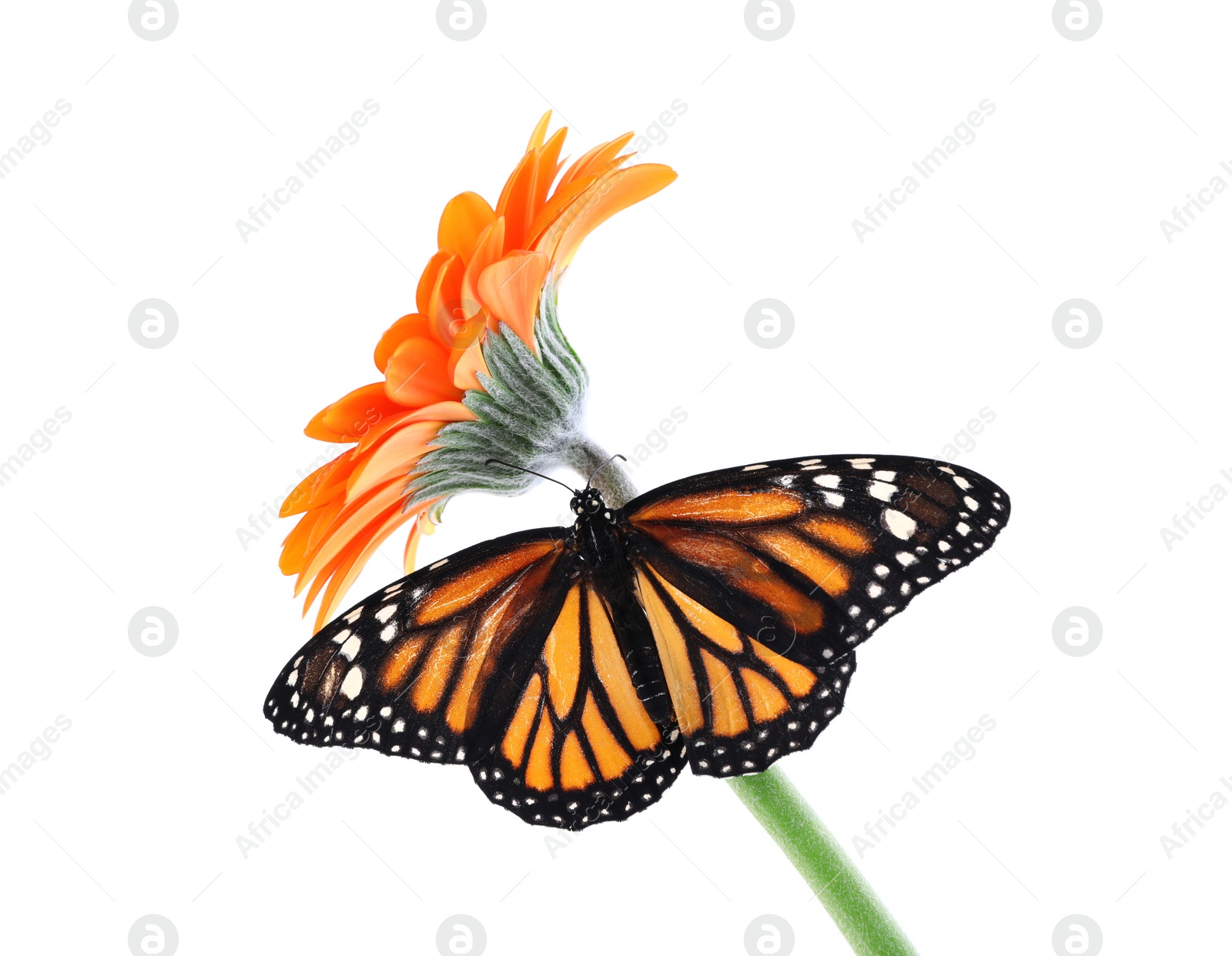 Photo of Flower with beautiful monarch butterfly isolated on white