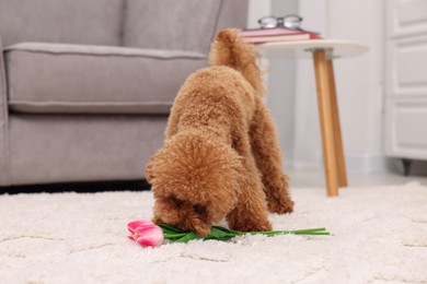 Cute Maltipoo dog with beautiful tulips at home. Lovely pet
