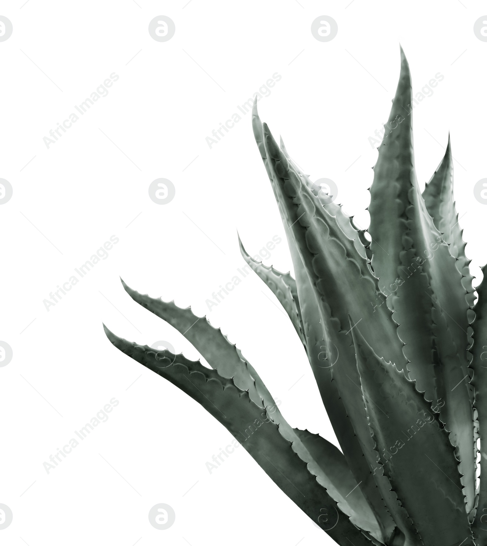 Image of Beautiful agave plant on white background, color toned