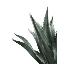 Image of Beautiful agave plant on white background, color toned