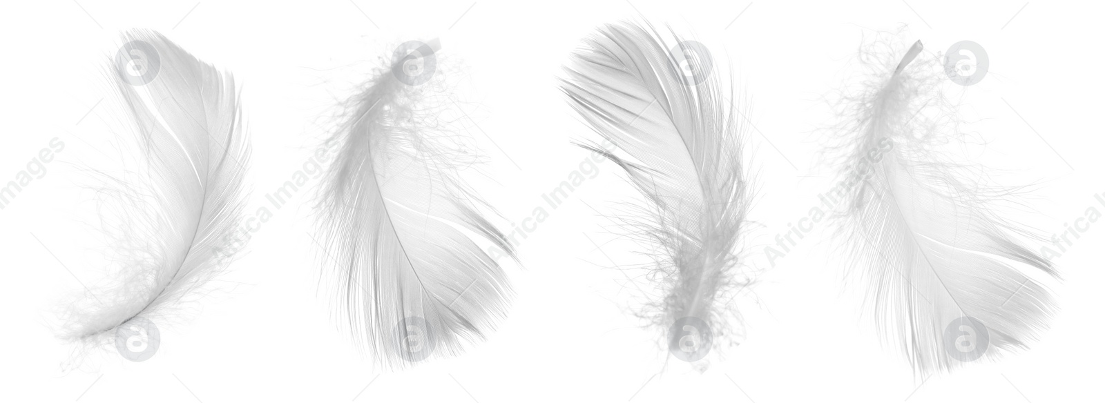 Image of Light feathers isolated on white, collection. Plumage