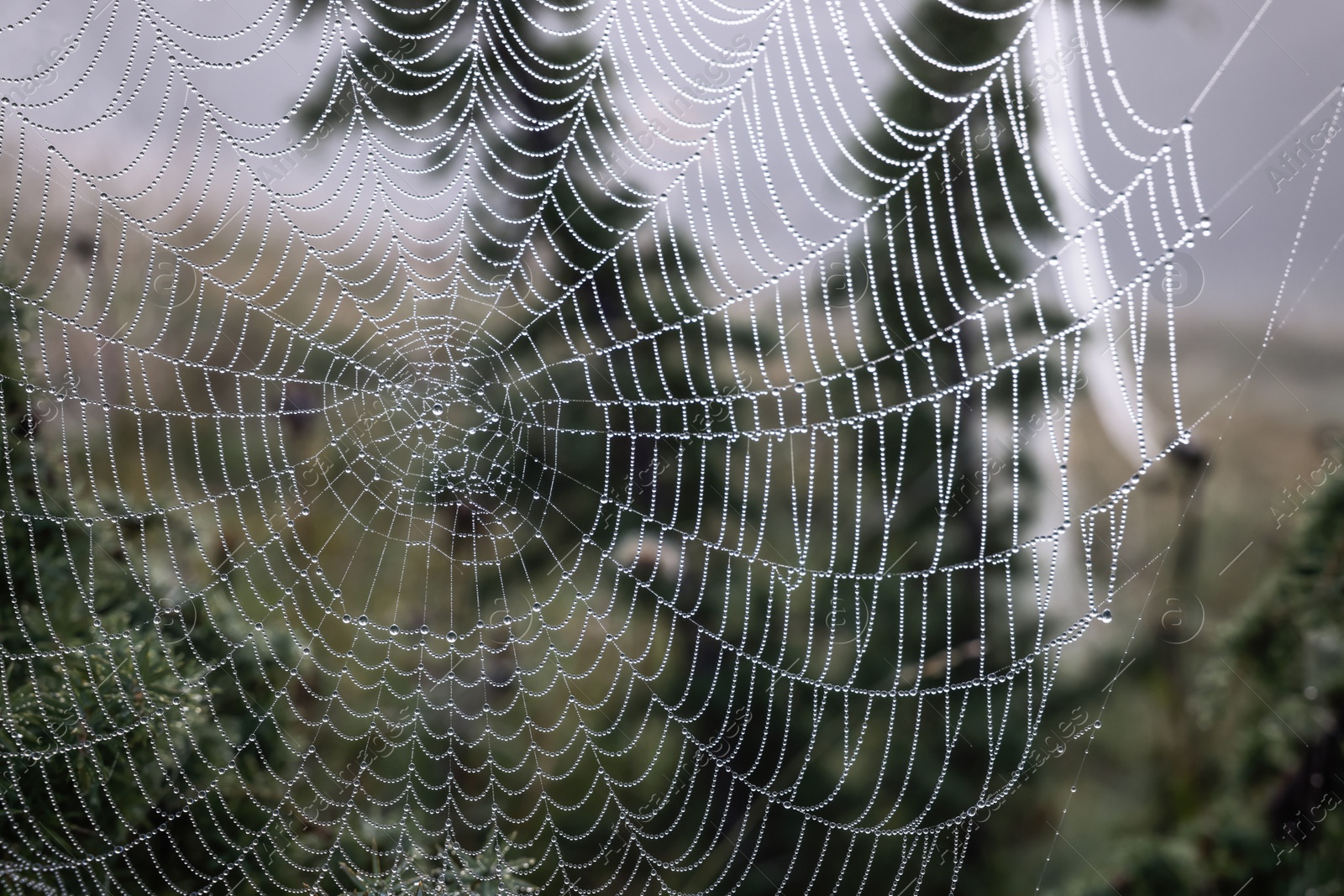 Photo of Closeup view of cobweb with dew drops on plants outdoors