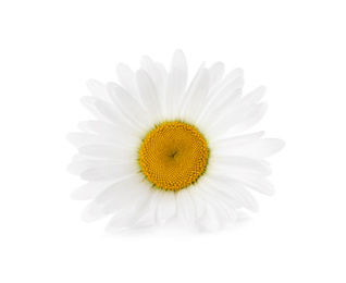 Photo of Beautiful fragrant chamomile flower isolated on white