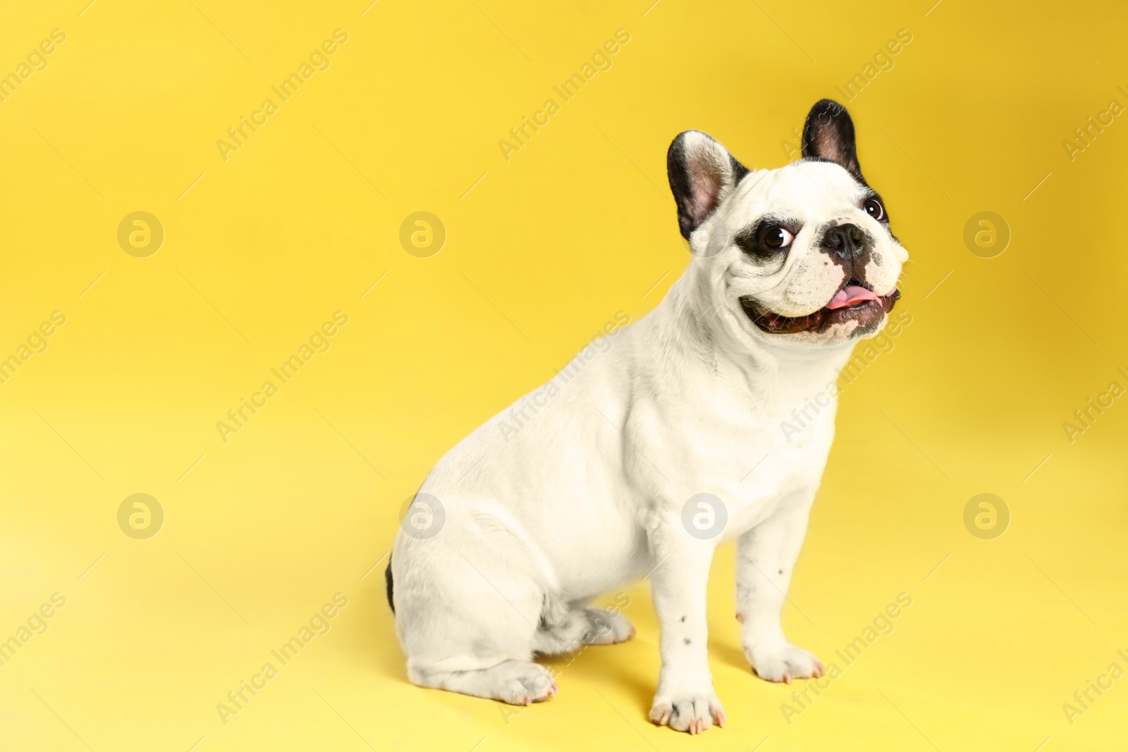 Photo of French bulldog on yellow background. Space for text