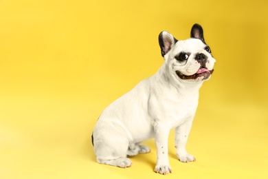 Photo of French bulldog on yellow background. Space for text