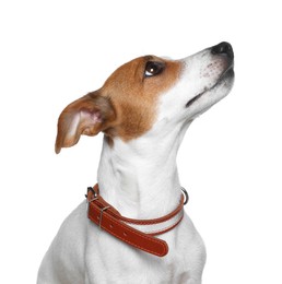 Adorable Jack Russell terrier with collar on white background