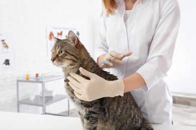 Photo of Professional veterinarian vaccinating cute cat in clinic