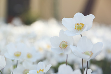 Photo of Beautiful blossoming Japanese anemone flowers outdoors on spring day