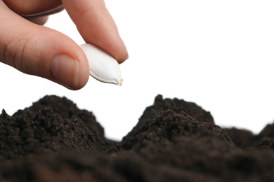 Photo of Woman putting pumpkin seed into fertile soil against white background, closeup. Vegetable planting