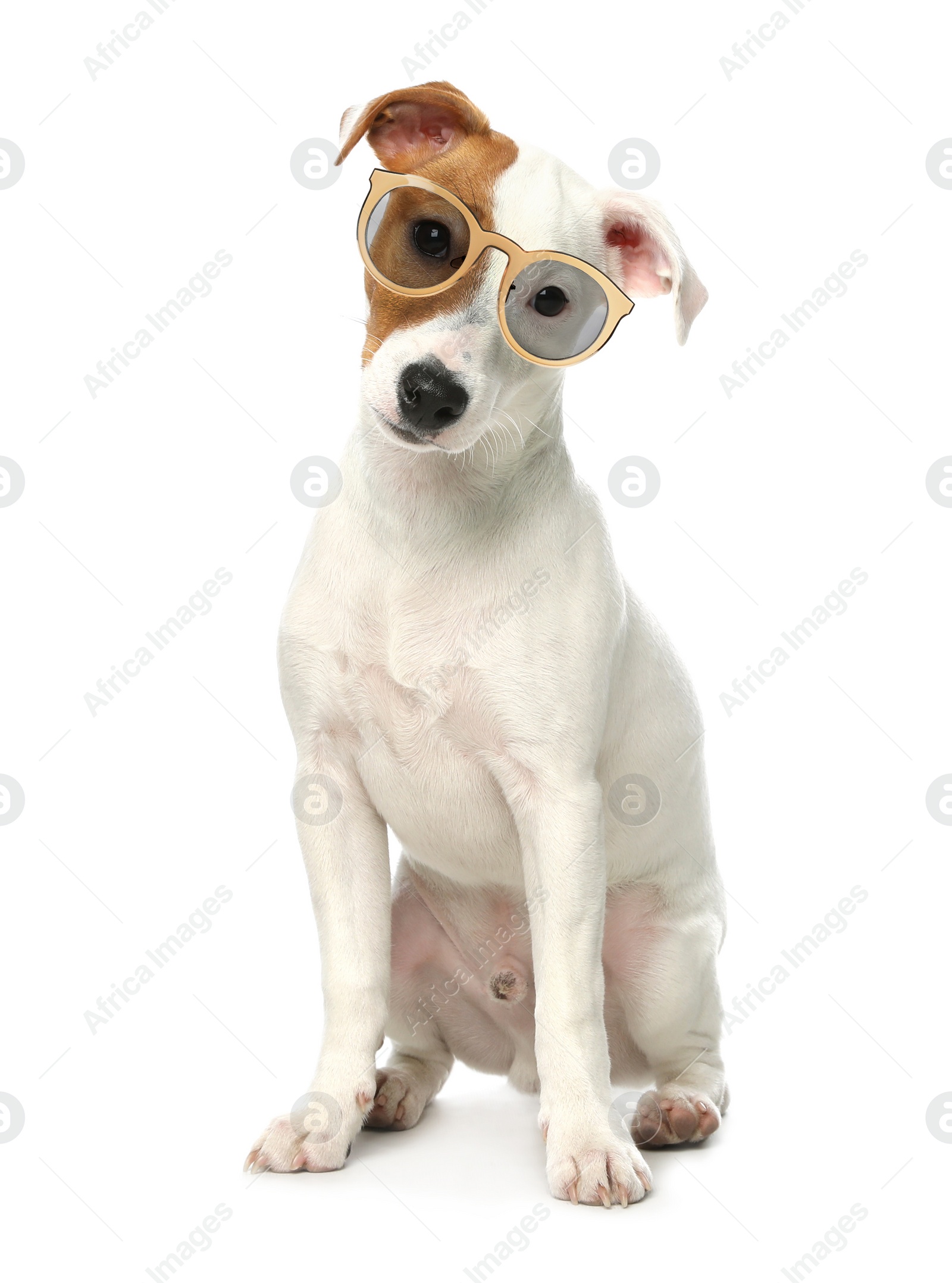 Image of Cute Jack Russel Terrier dog with sunglasses on white background