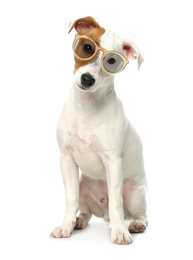 Image of Cute Jack Russel Terrier dog with sunglasses on white background
