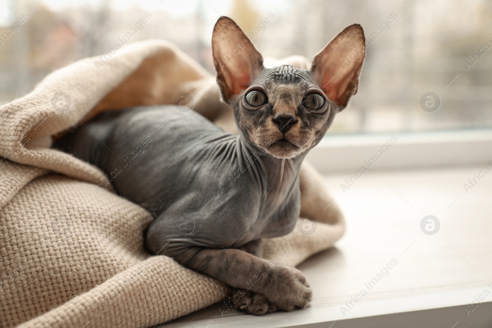 Photo of Adorable Sphynx kitten wrapped in plaid near window at home. Baby animal