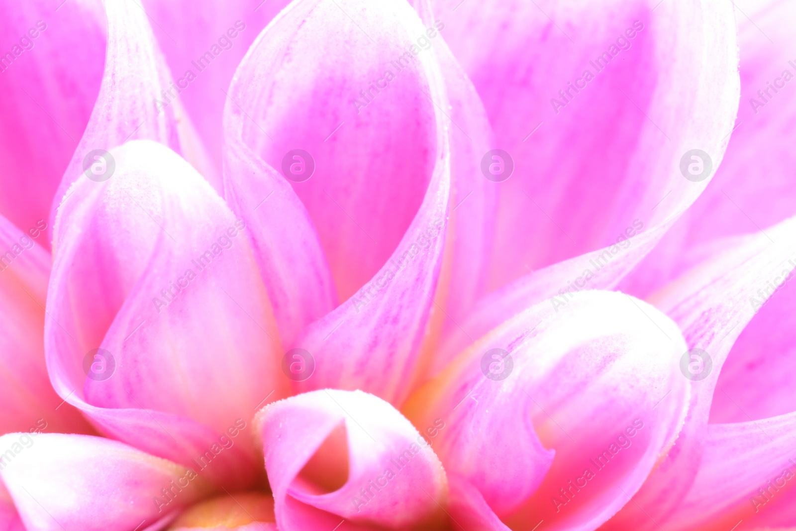 Photo of Beautiful Dahlia flower with pink petals as background, macro view