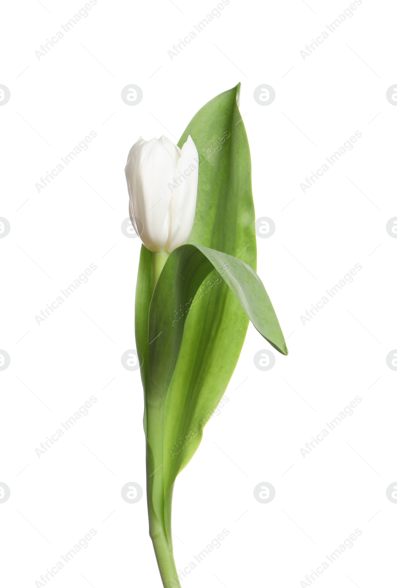 Photo of One beautiful delicate tulip isolated on white