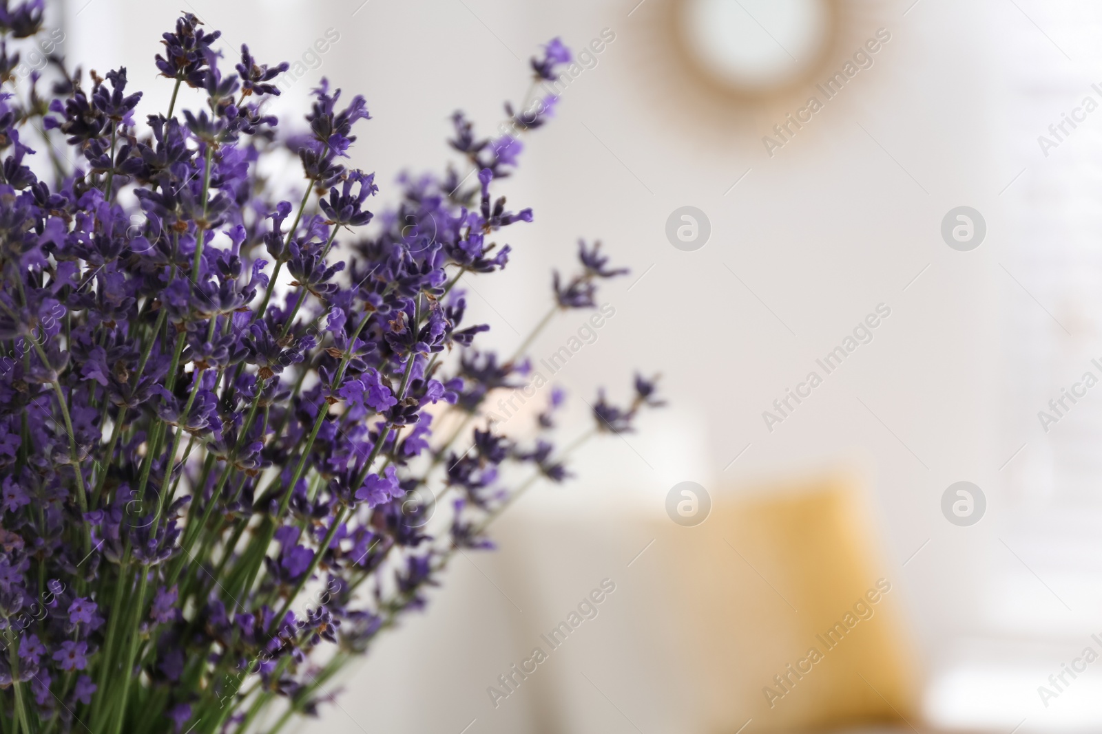 Photo of Beautiful lavender flowers indoors, closeup. Space for text