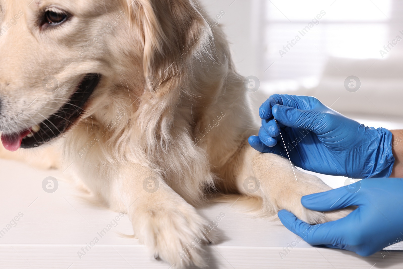 Photo of Veterinary holding acupuncture needle near dog's paw in clinic, closeup. Animal treatment