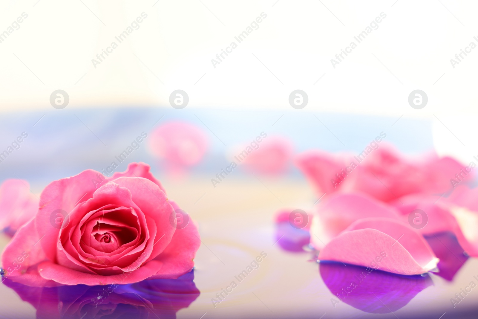 Photo of Pink rose and petals in water, closeup