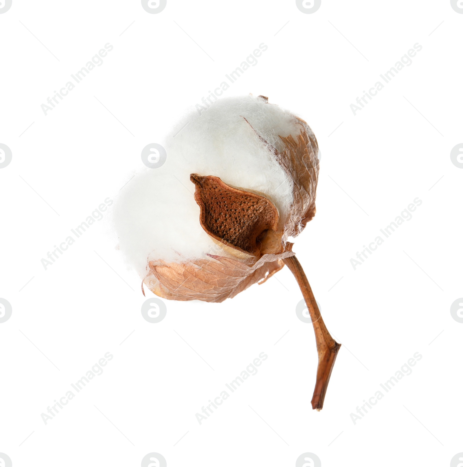 Photo of Beautiful fluffy cotton flower isolated on white