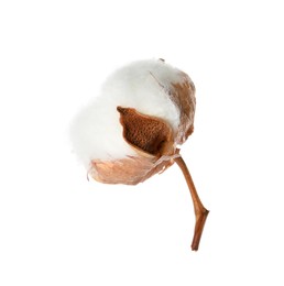 Beautiful fluffy cotton flower isolated on white