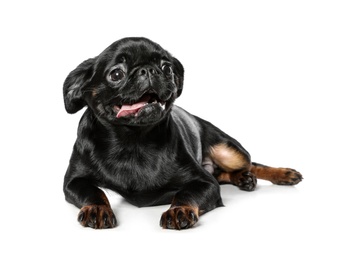 Adorable black Petit Brabancon dog lying on white background