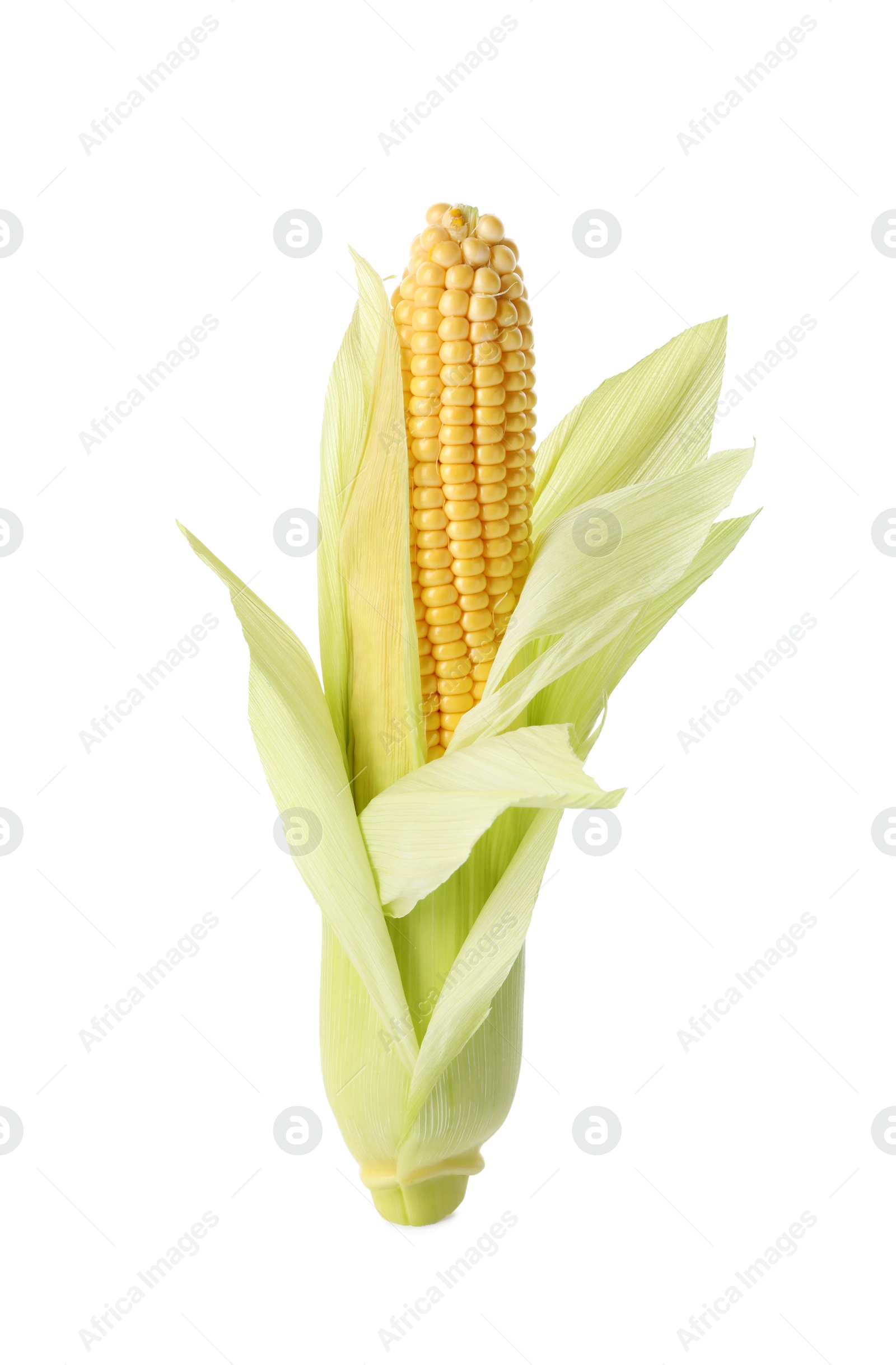 Photo of Ripe raw corn cob with husk isolated on white