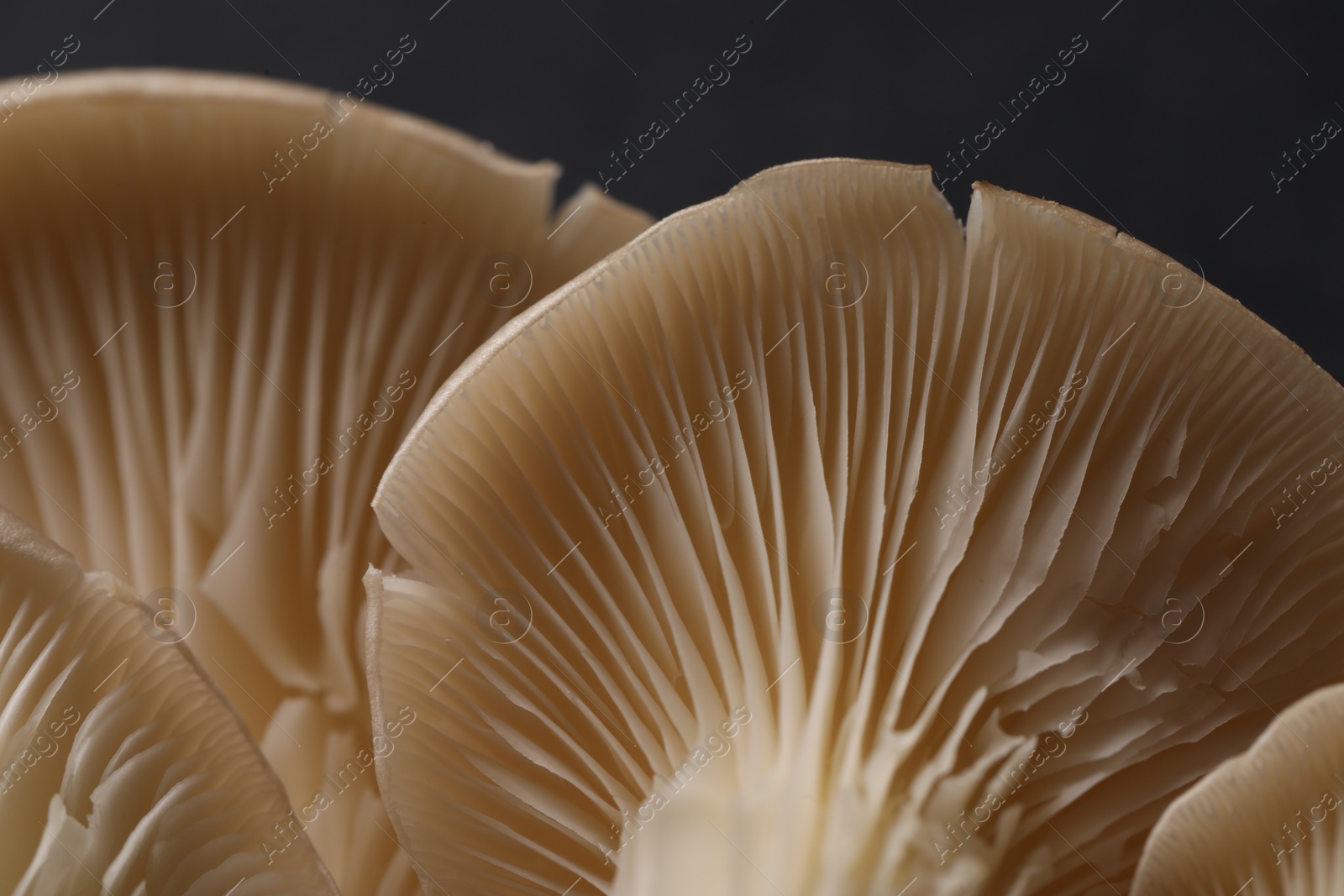 Photo of Fresh oyster mushrooms on black background, macro view