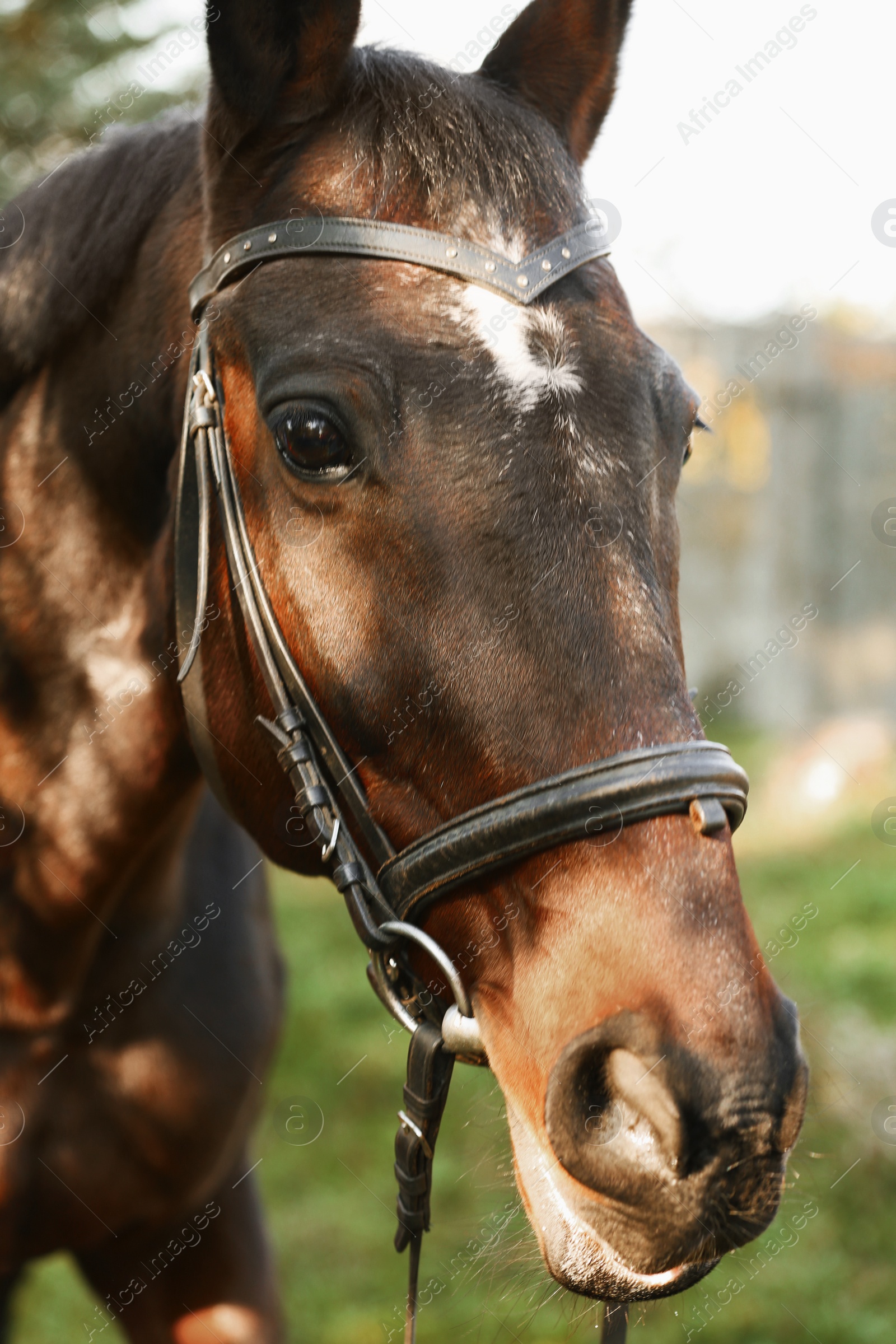 Photo of Beautiful brown horse in leather bridle outdoors