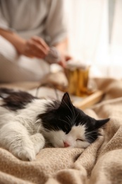 Photo of Adorable long haired cat lying near woman on blanket in room, closeup