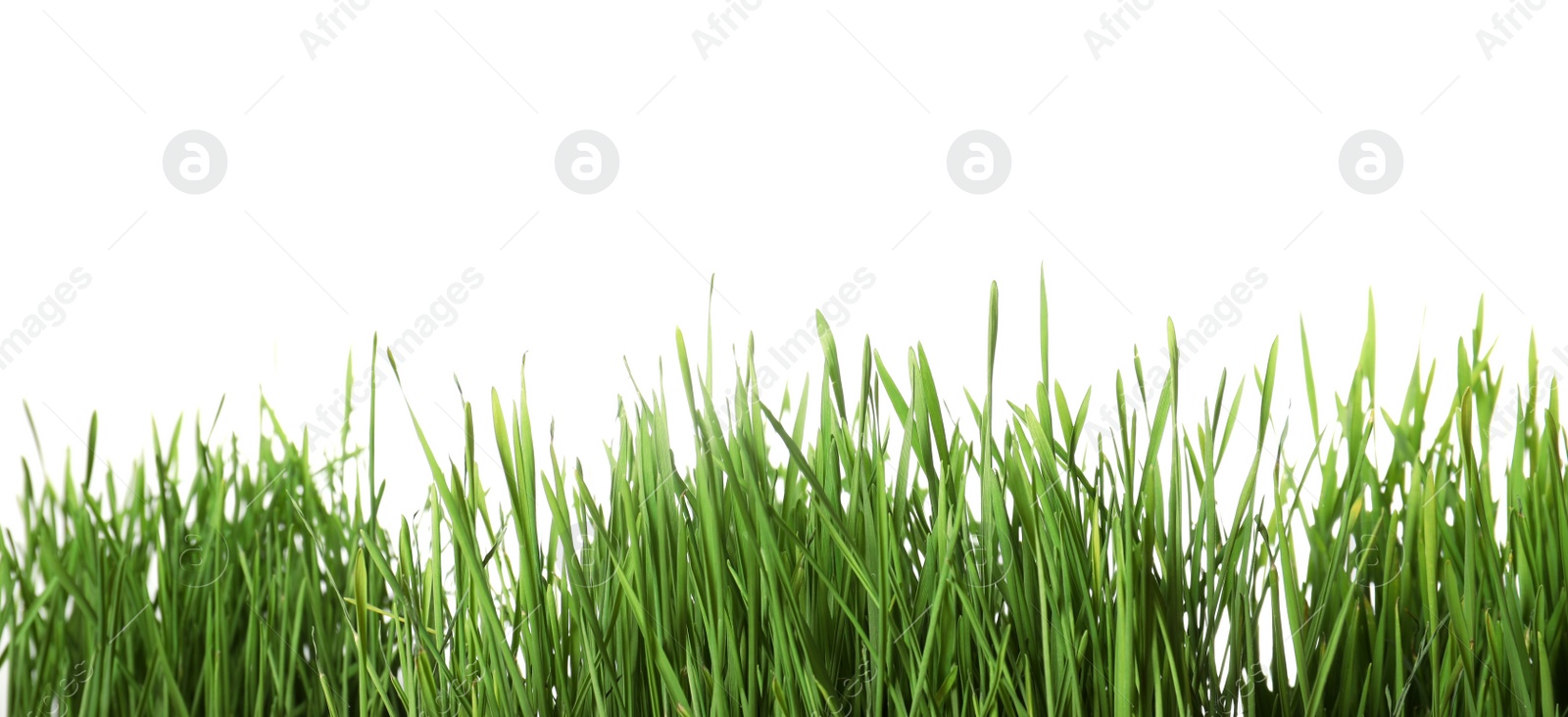 Photo of Fresh green wheat grass on white background