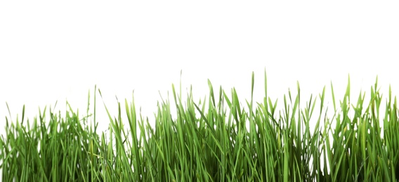 Photo of Fresh green wheat grass on white background