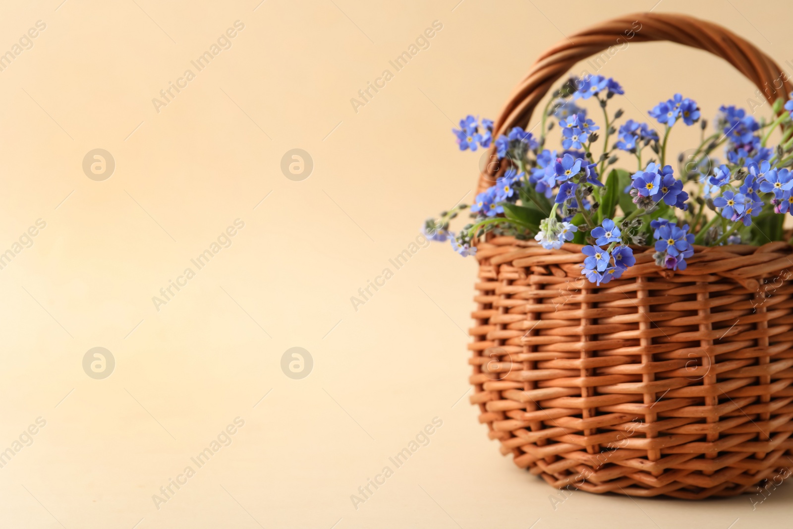 Photo of Beautiful blue forget-me-not flowers in wicker basket on beige background. Space for text