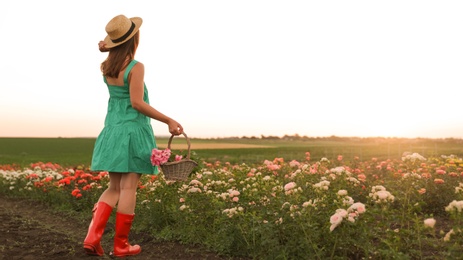 Photo of Woman with basket of roses in beautiful blooming field