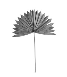 Leaf of fan palm tree on light background. Black and white tone