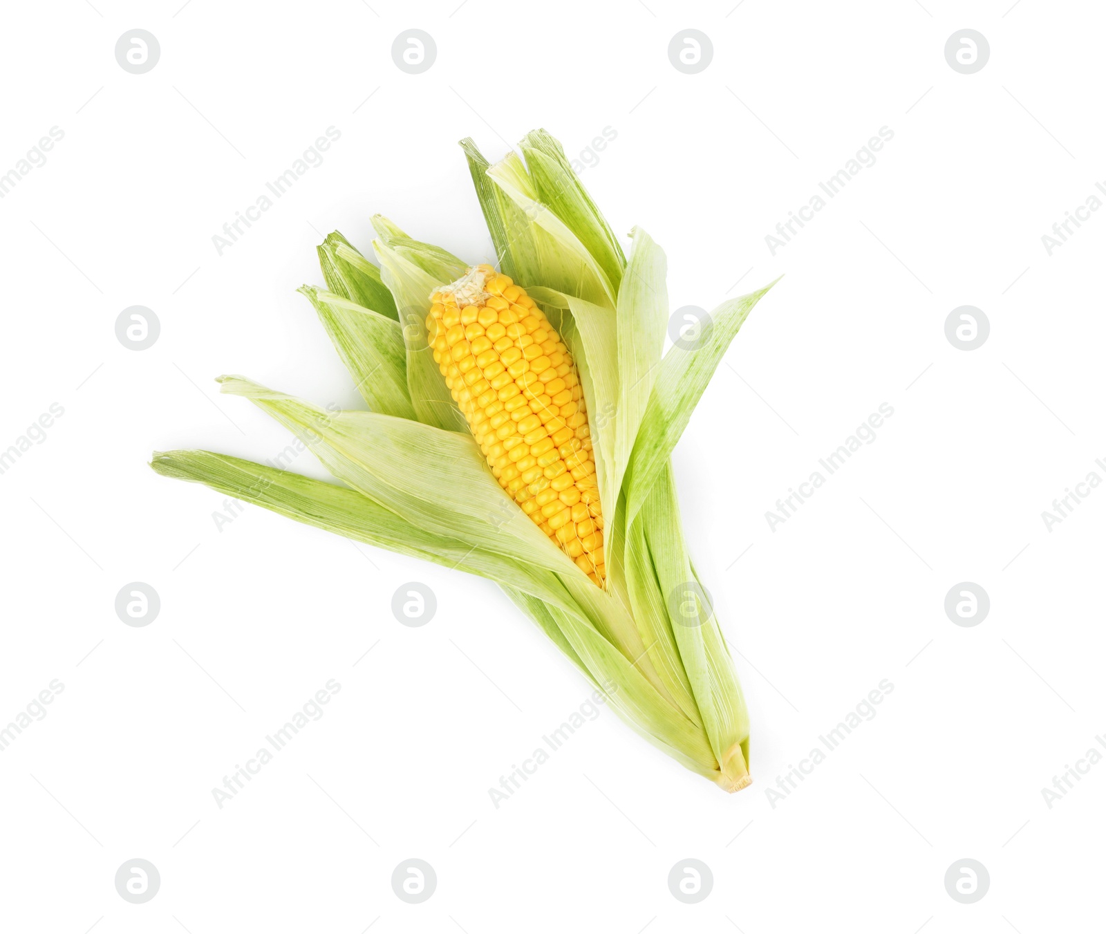 Photo of Ripe raw corn cob with husk isolated on white