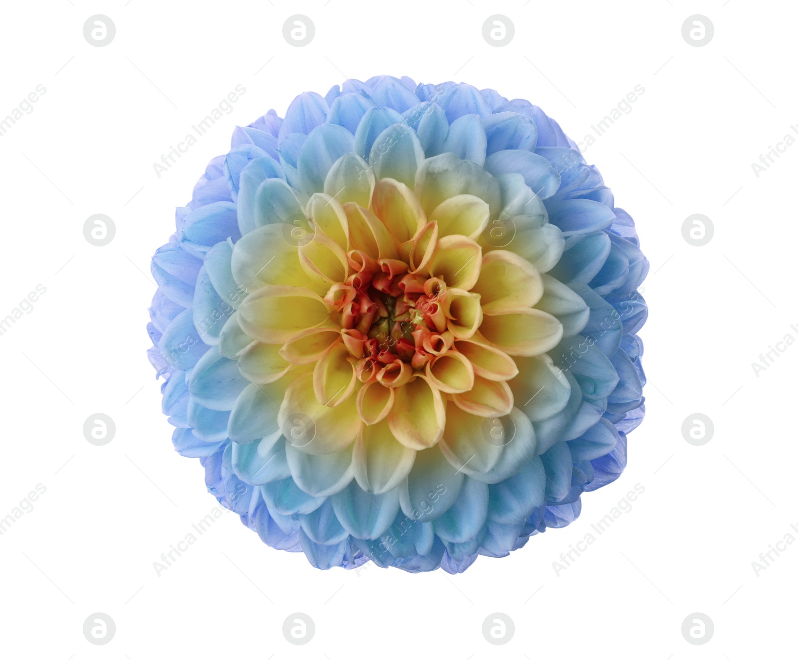 Image of Beautiful light blue and yellow dahlia flower on white background