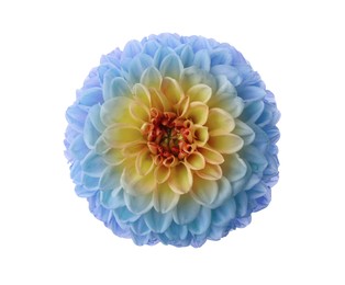 Beautiful light blue and yellow dahlia flower on white background