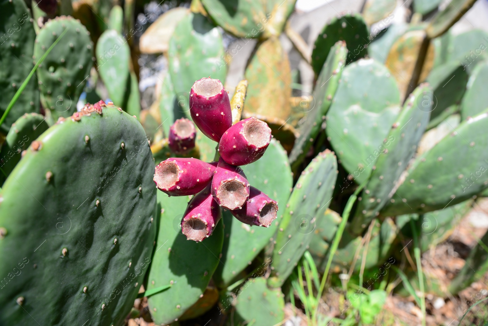 Photo of Beautiful exotic cacti growing outdoors on sunny day, closeup. Space for text