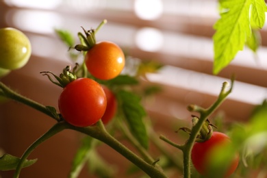 Tomato bush with ripening fruits on blurred background, closeup