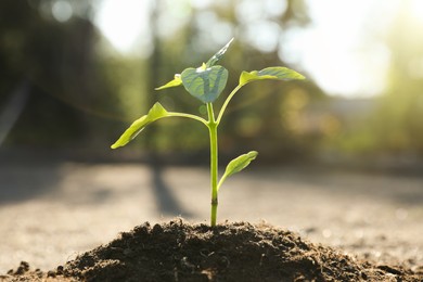 Young seedling growing in soil outdoors on sunny day