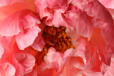 Photo of Closeup view of beautiful blooming pink peony