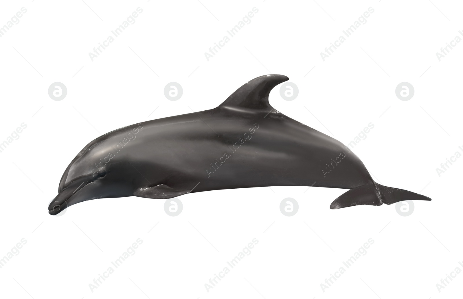 Image of Beautiful grey bottlenose dolphin on white background