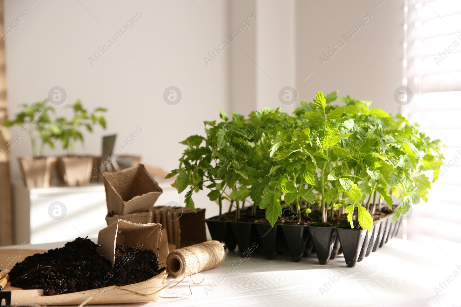 Photo of Green tomato seedlings, peat pots, rope and soil on white table