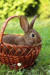 Cute fluffy rabbit in wicker basket on green grass outdoors