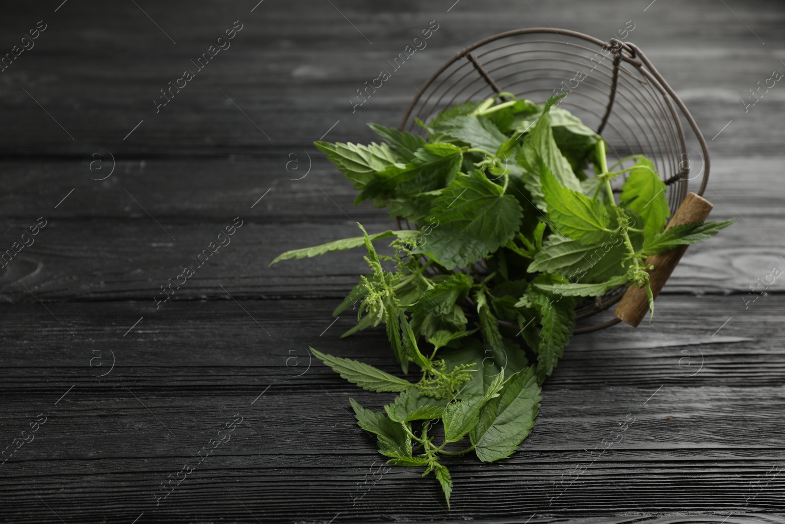 Photo of Overturned metal basket with fresh stinging nettle leaves on black wooden table. Space for text