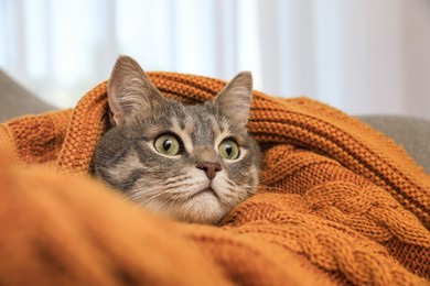 Photo of Beautiful grey tabby cat wrapped in warm blanket at home, closeup. Cute pet