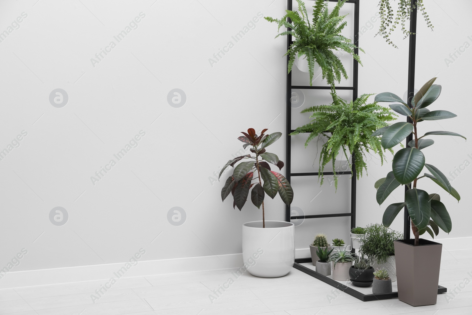 Photo of Many different houseplants in room. Interior element