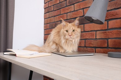 Photo of Beautiful cat sitting on desk indoors. Home office